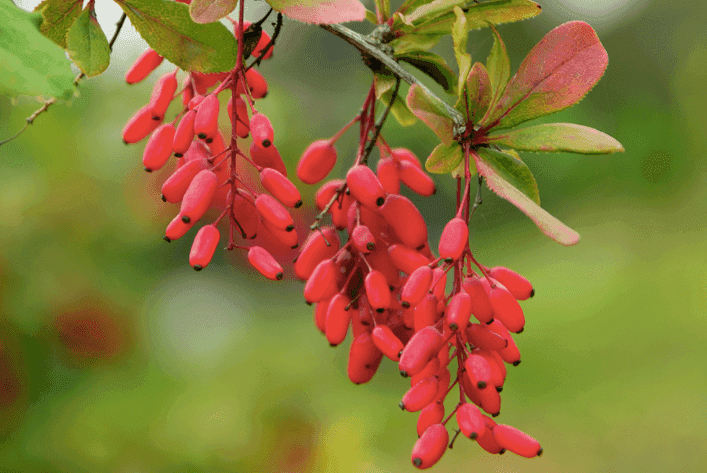 What is All The Buzz Around Berberine