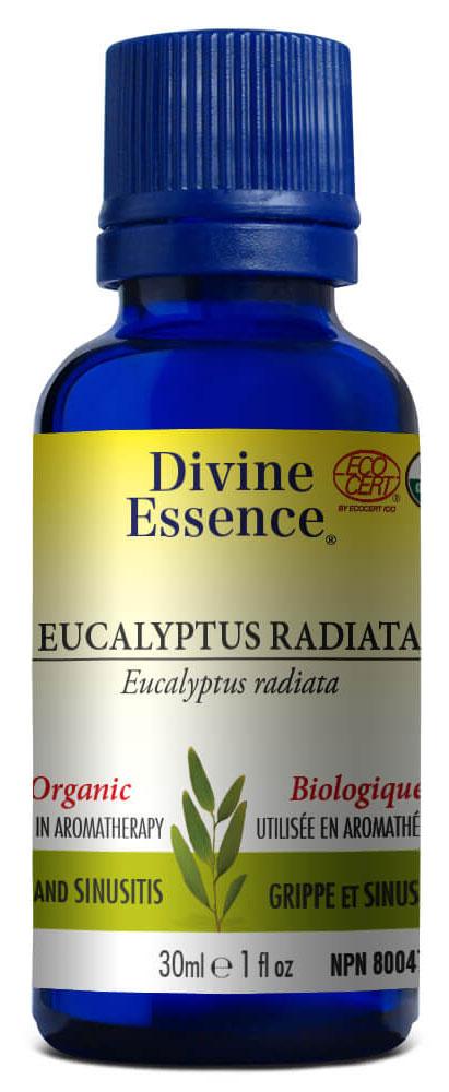 DIVINE ESSENCE Eucalyptus Radiata (Organic - 30 ml)
